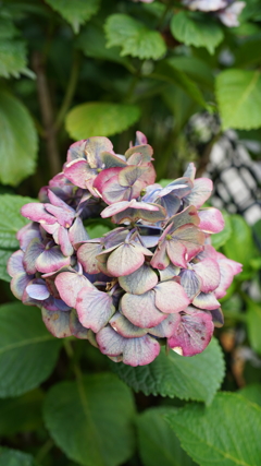 DSC00589