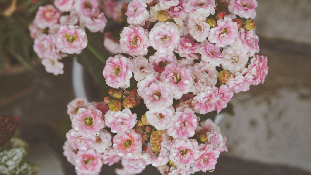 DSC00556_edit