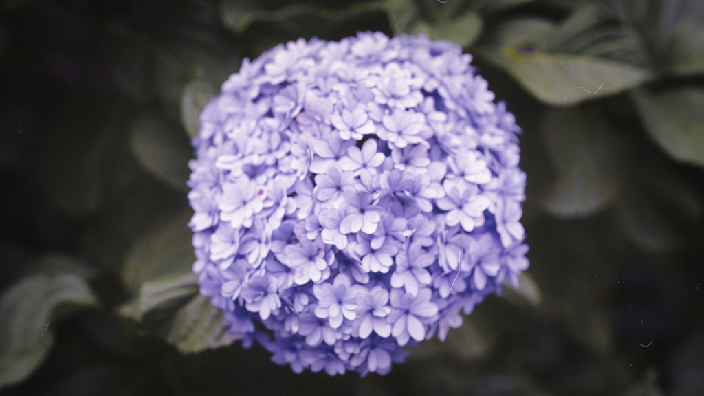 DSC00515_edit