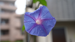 DSC00528