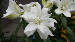 DSC00575
