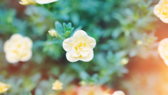DSC00485_edit