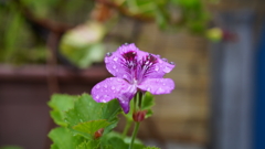 DSC00523