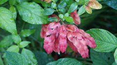 DSC00550