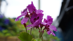 DSC00524
