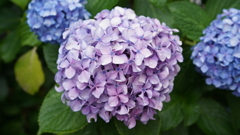 DSC00534