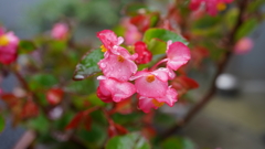 DSC00555