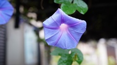 DSC00527
