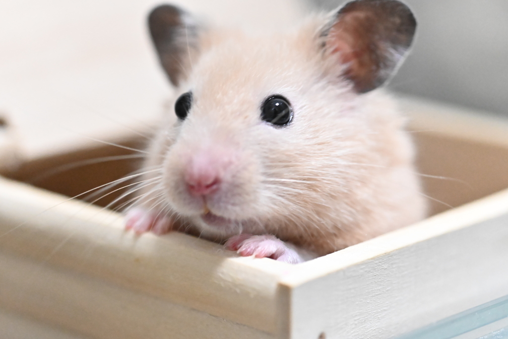 ちょこん