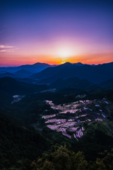 丸山千枚田の夕景