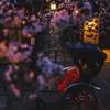 京の夜桜巡り