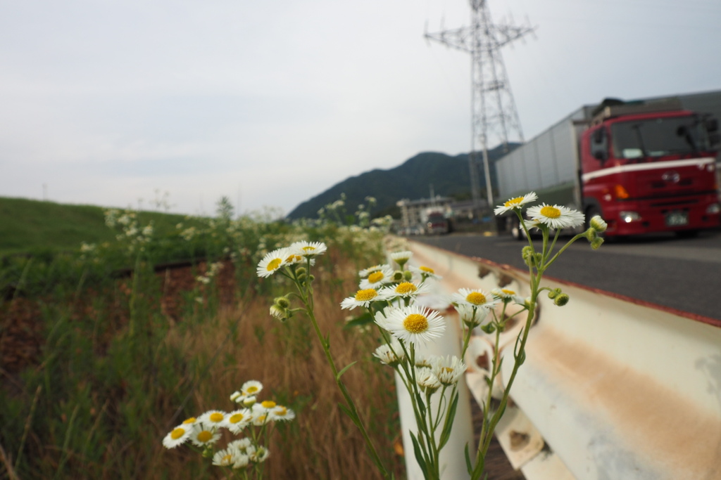 夕餉までの土手筋で（線路の傍に）
