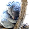 Zzz...
