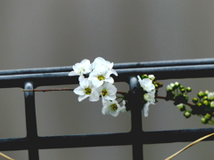 花と柵