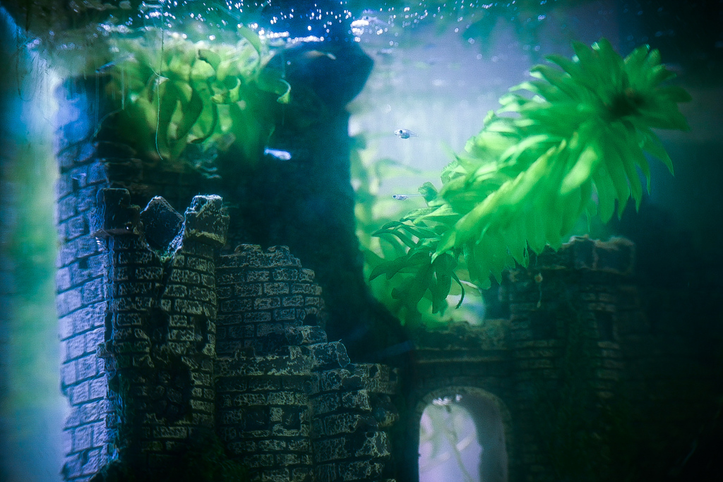 弟の小さな王国