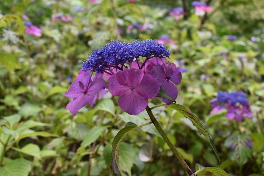 紫陽花②