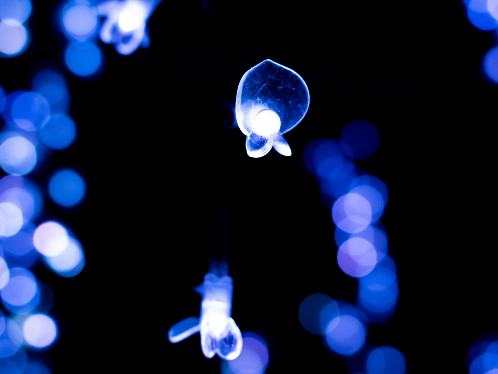 ライトをよく見たら花びらの形しててかわいい発見