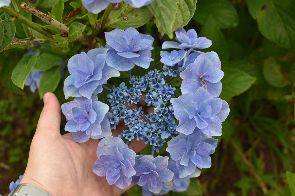 紫陽花③