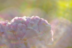 朝陽紫陽花