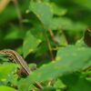 山野草　蝶と蜥蜴