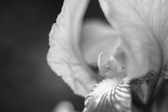菖蒲