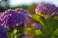 朝陽紫陽花