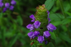 山野草