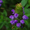 山野草