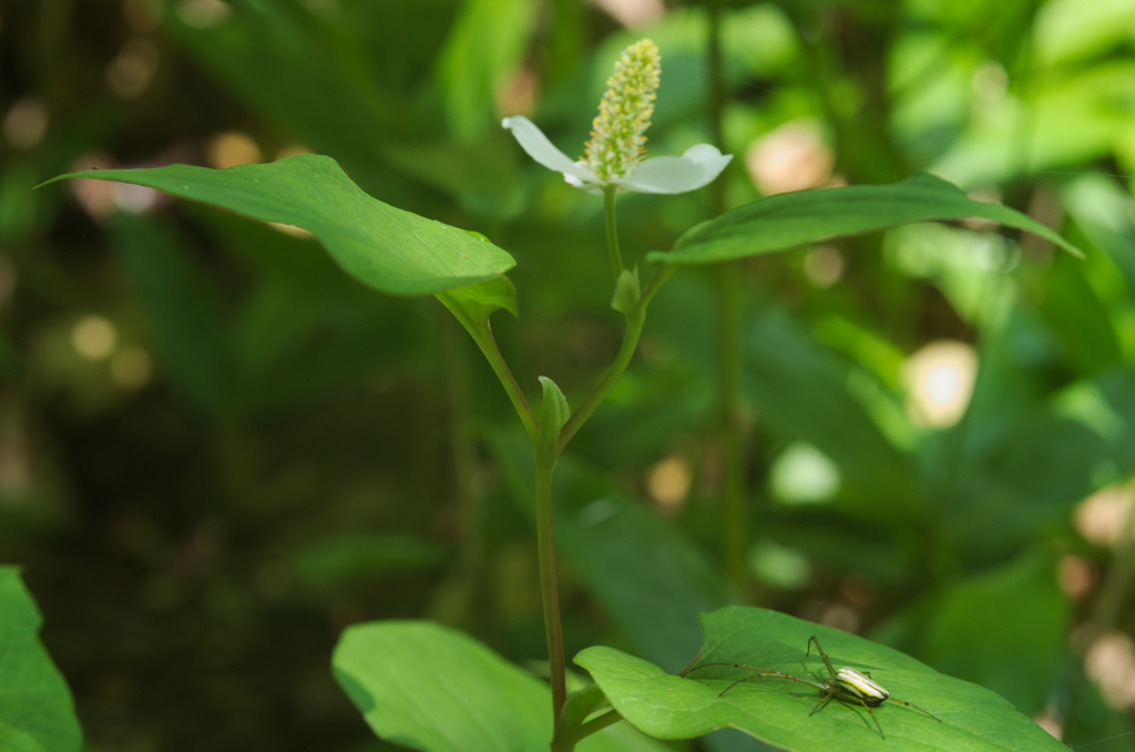 山野草　大白銀蜘蛛とドクダミ草
