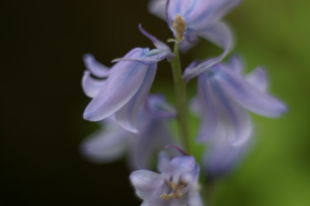 bellflower
