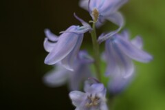 bellflower
