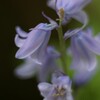 bellflower