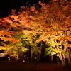 夜に花咲く？