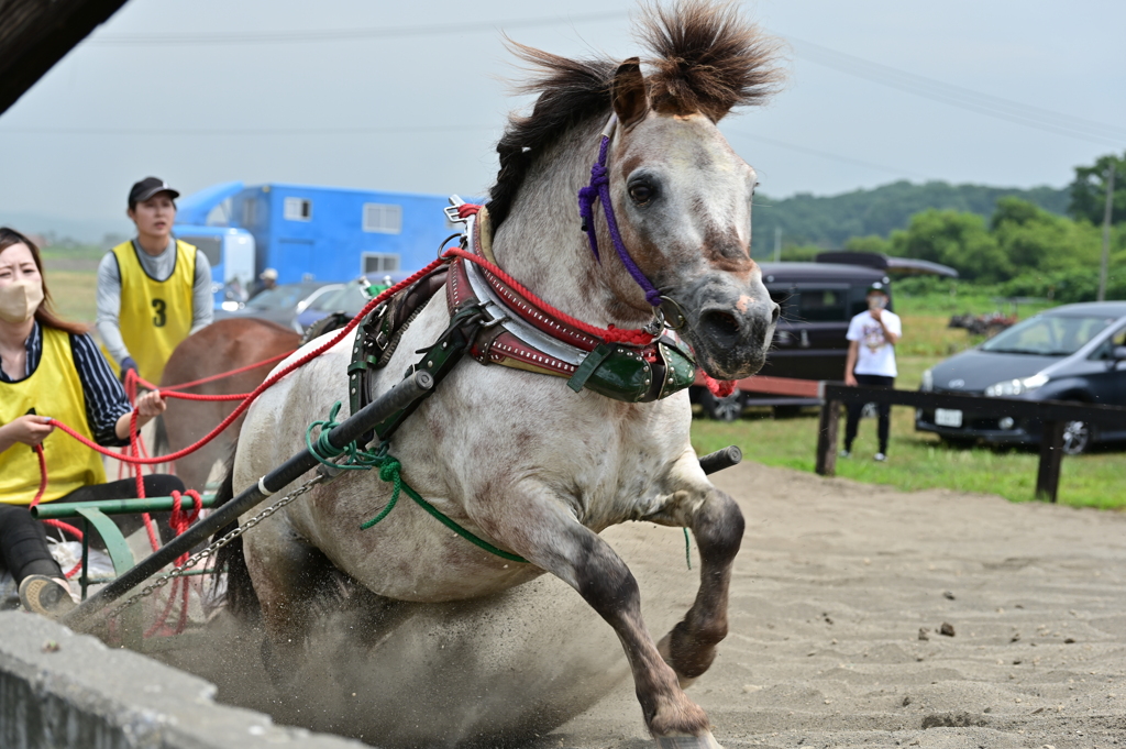 ポニーばん馬