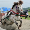 ポニーばん馬