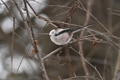 君こんなシルエットだったっけ？