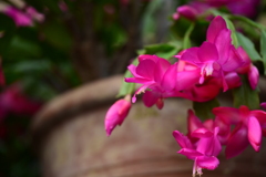 シャコバサボテンの花