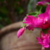 シャコバサボテンの花