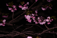 手持ちでぽん