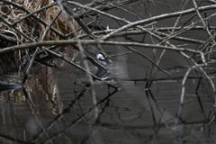 シマエナガの貴重な水浴びシーン