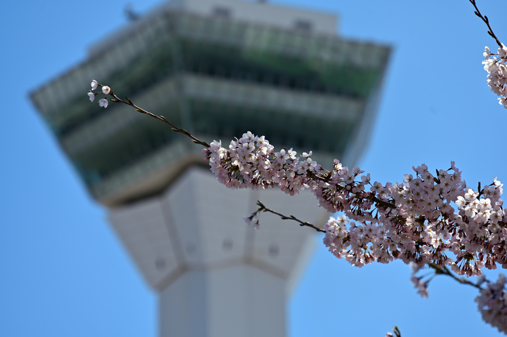 桜越しの五稜郭タワー