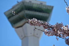 桜越しの五稜郭タワー