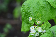 透明な花