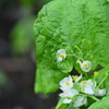 透明な花