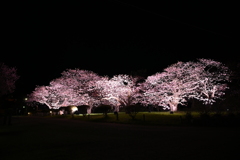 夜桜