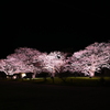 夜桜