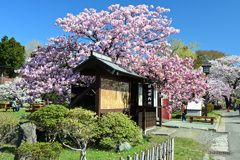 桜の季節は松前に