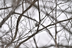 シマエナガってこうだよね