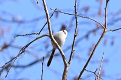 もふもふシマエナガ