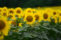 花粉すごいです